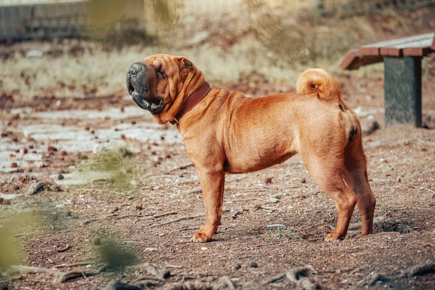 Razza di cane Shar Pei che cammina nel parco.  Animale domestico adorabile insolito e divertente dalla Cina.  Muso adorabile con numerose rughe e secrezioni di saliva