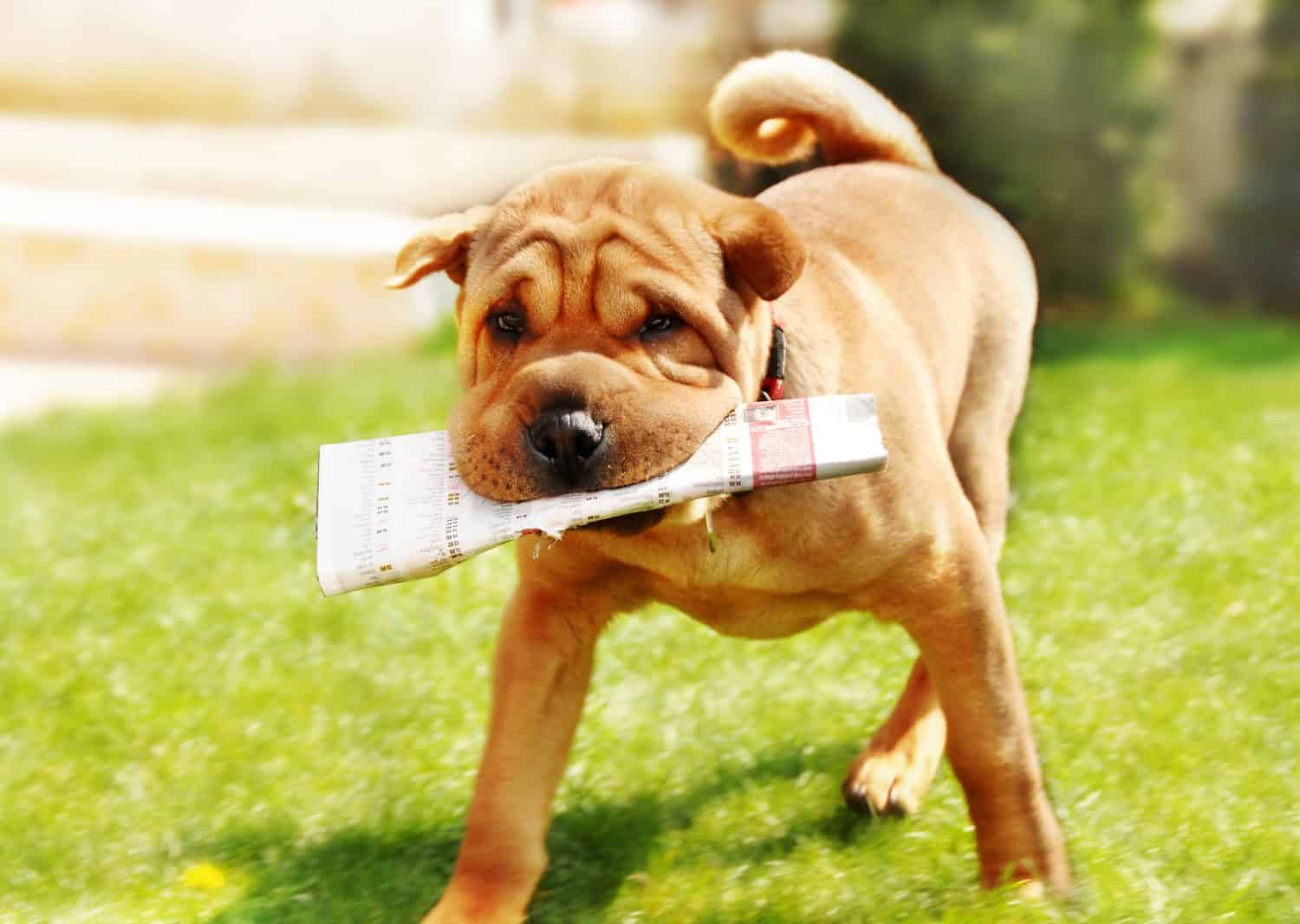 adorabile cane shar pei che porta giornale su sfondo verde naturale all'aperto