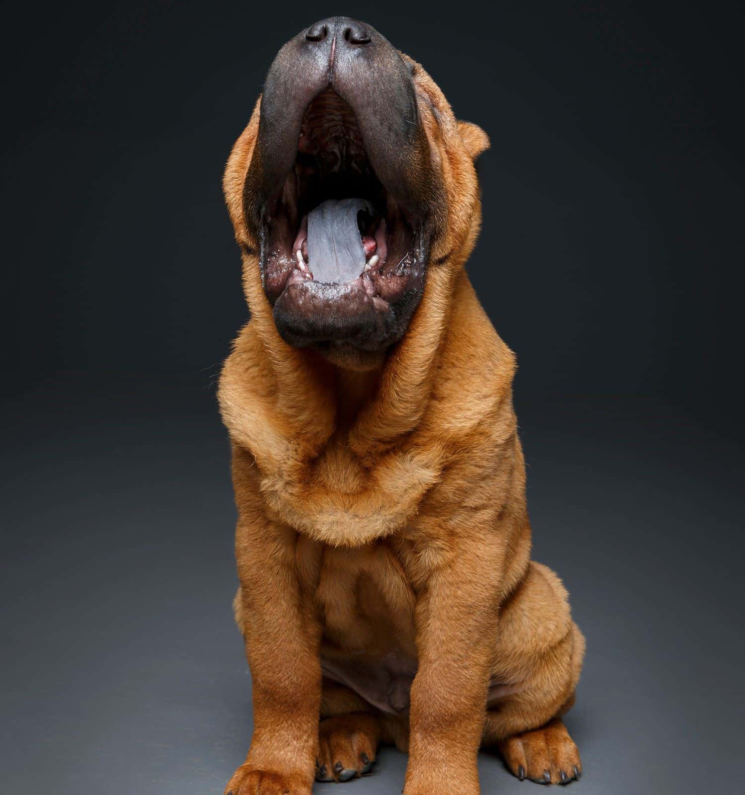 bellissimo cucciolo di shar pei