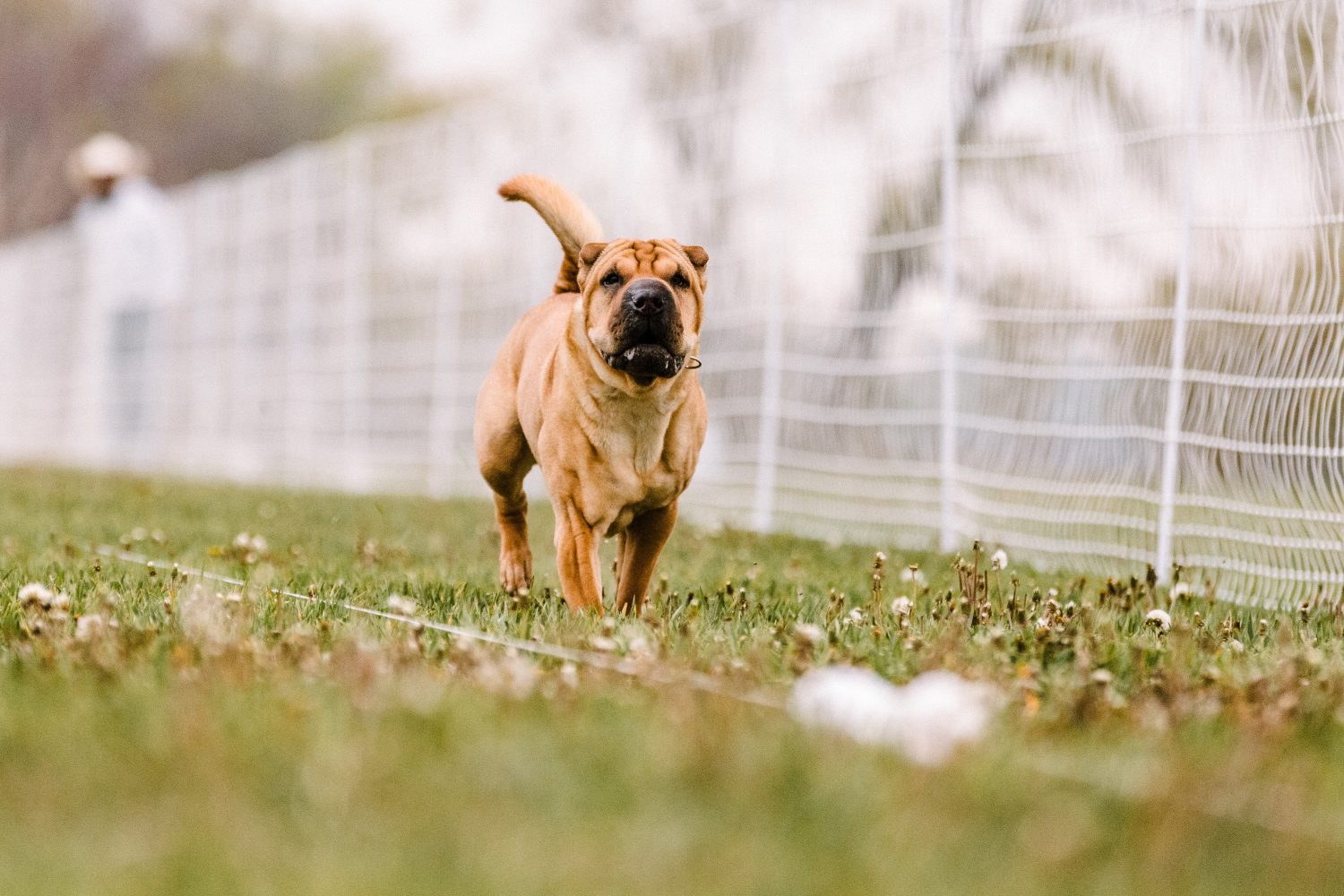 felice tan rugoso cane cinese Shar Pei che corre esca corso sport nella sporcizia in una soleggiata giornata estiva