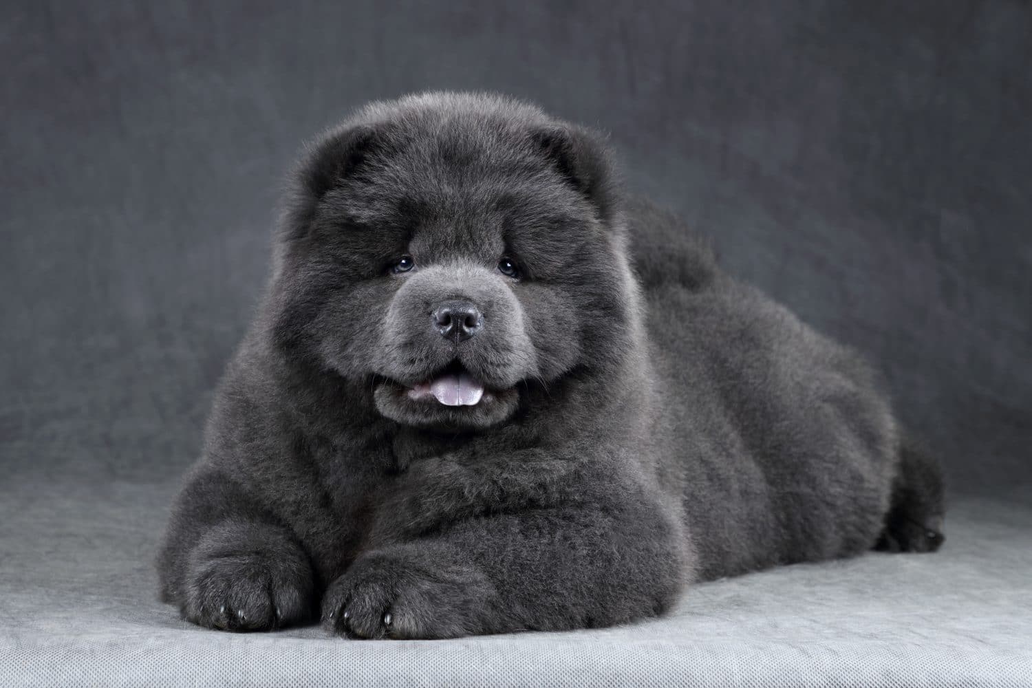 Cucciolo carino e soffice di chow-chow su sfondo grigio.  Cucciolo blu