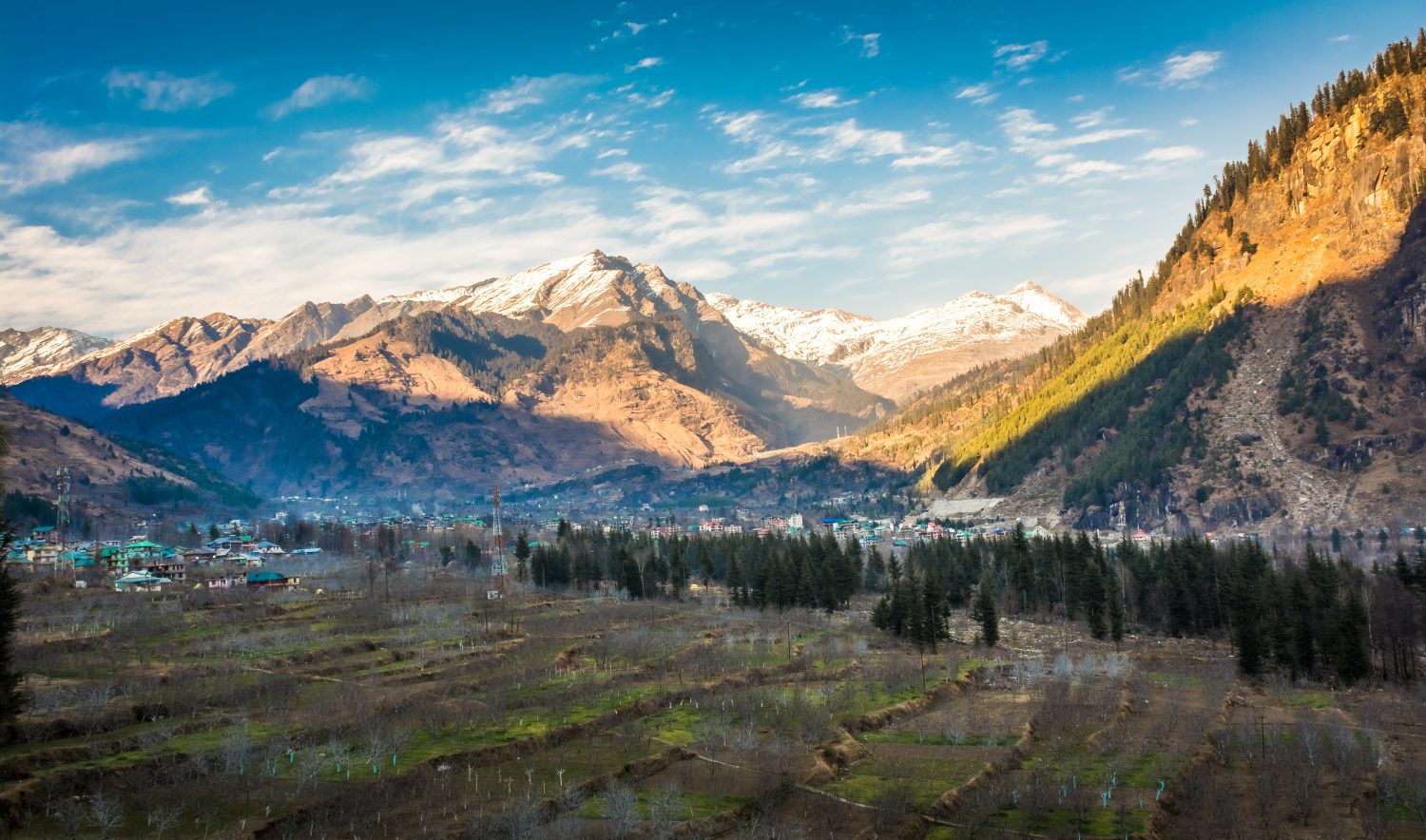 Frutteti di mele in inverno contro l'Himalaya innevato a Manali nell'Himachal Pradesh, India