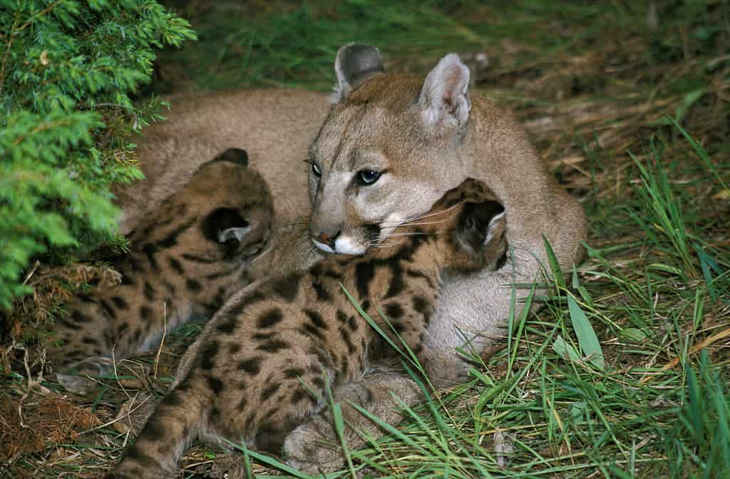 COUGAR puma concolor, MADRE CON CUCCIOLO CHE ALLATTA