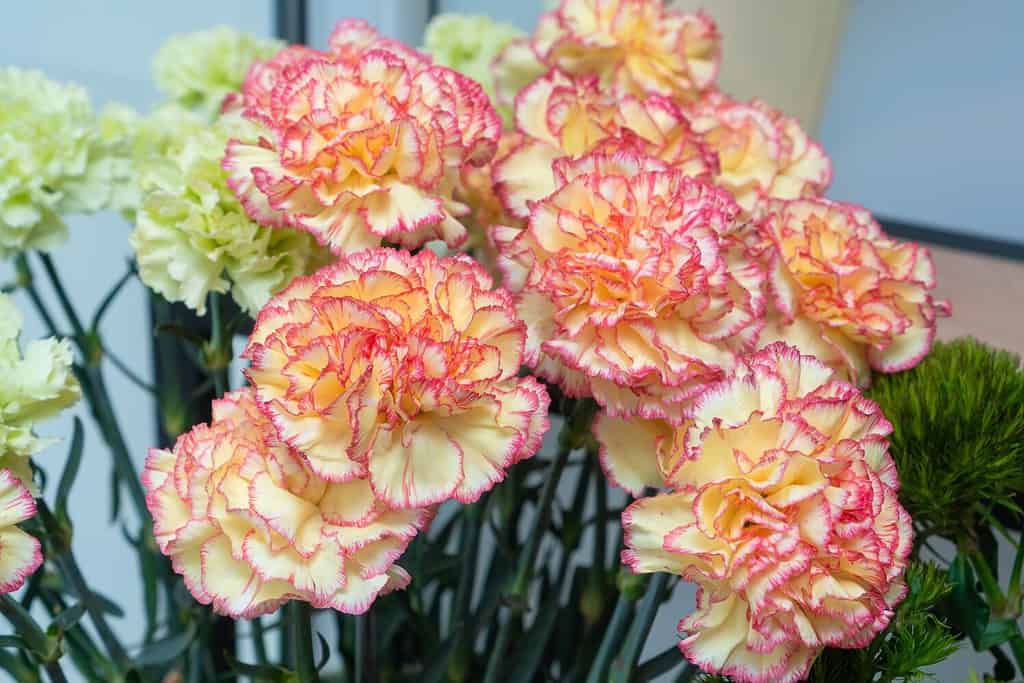 Primo piano di bellissimi garofani giallo-rosa in un negozio di fiori.  Bellissimo sfondo floreale di garofani