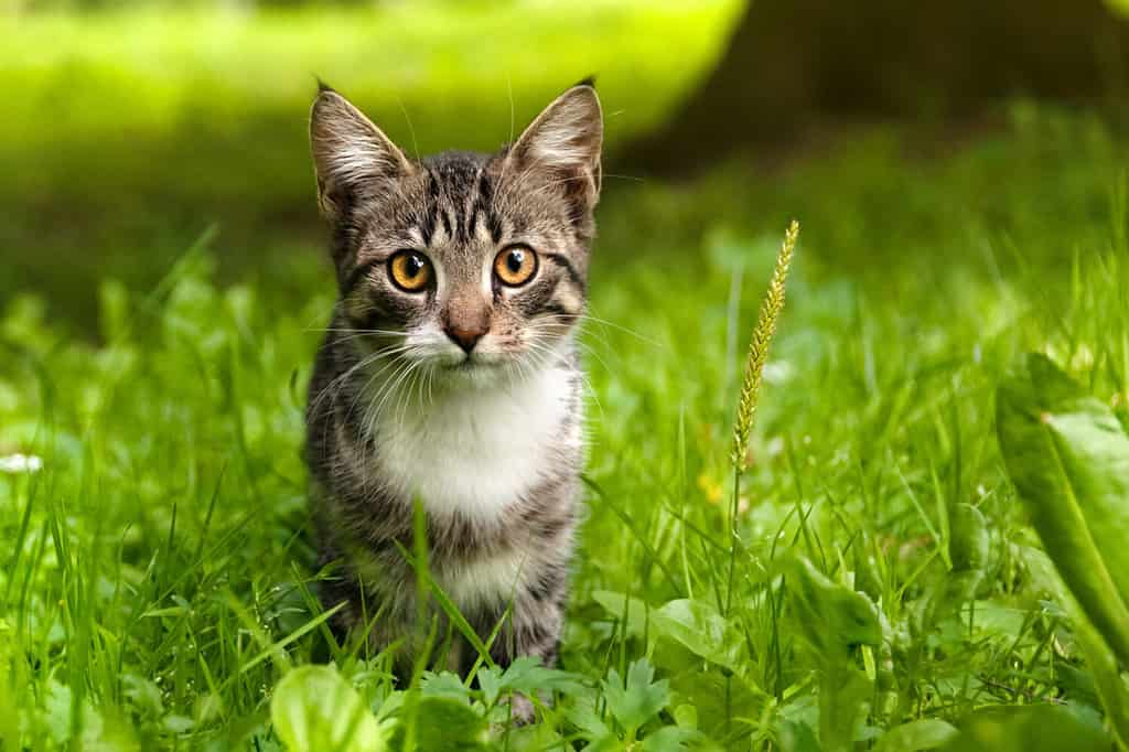 Un gattino curioso a strisce sta guardando la telecamera.  Messa a fuoco selettiva sugli occhi.