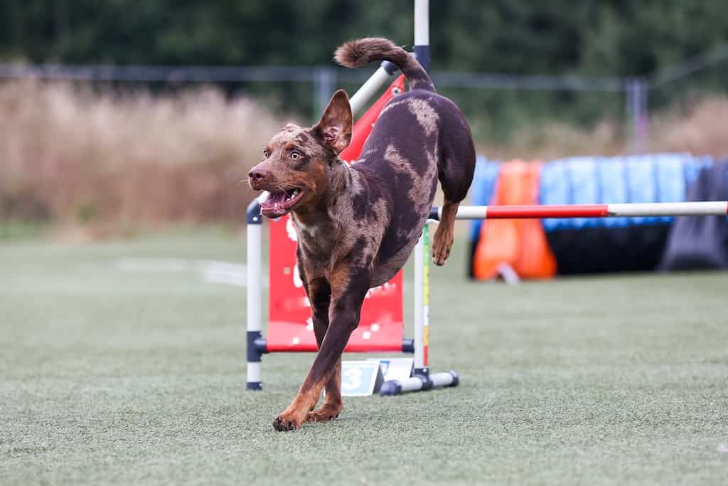 Red merle Catahoula Leopard Dog che corre un corso di agilità in competizioni esterne durante il soleggiato periodo estivo. Catahoula Leopard Dog intelligente, lavorativo e obbediente con rivestimento corto che fa un ostacolo all'agilità