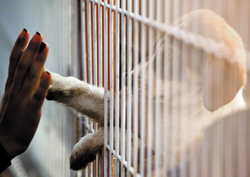 La mano umana tocca la zampa di un cagnolino carino attraverso la recinzione di un centro di adozione.