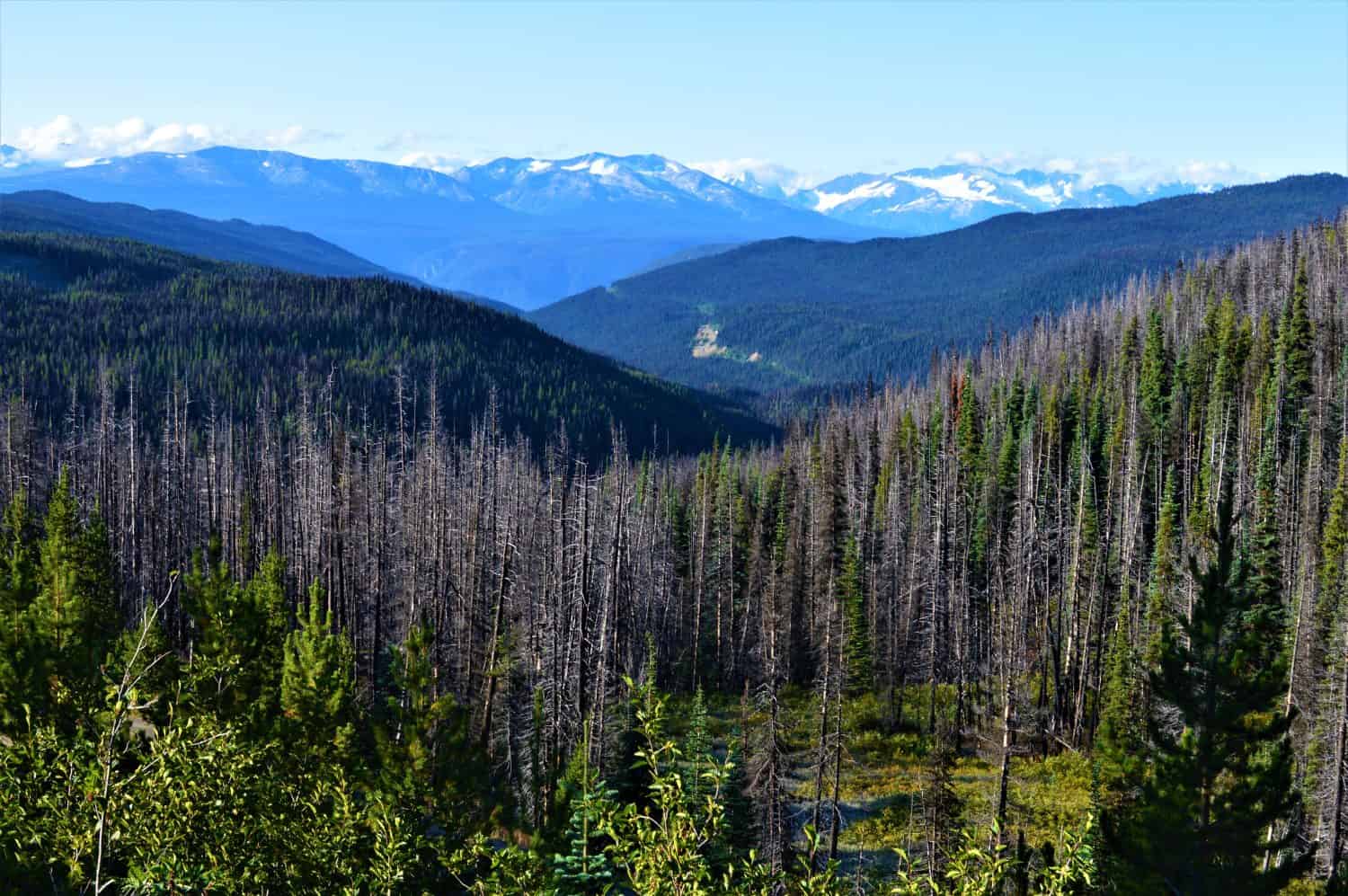 Parco Provinciale di Tweedsmuir, Columbia Britannica, Canada