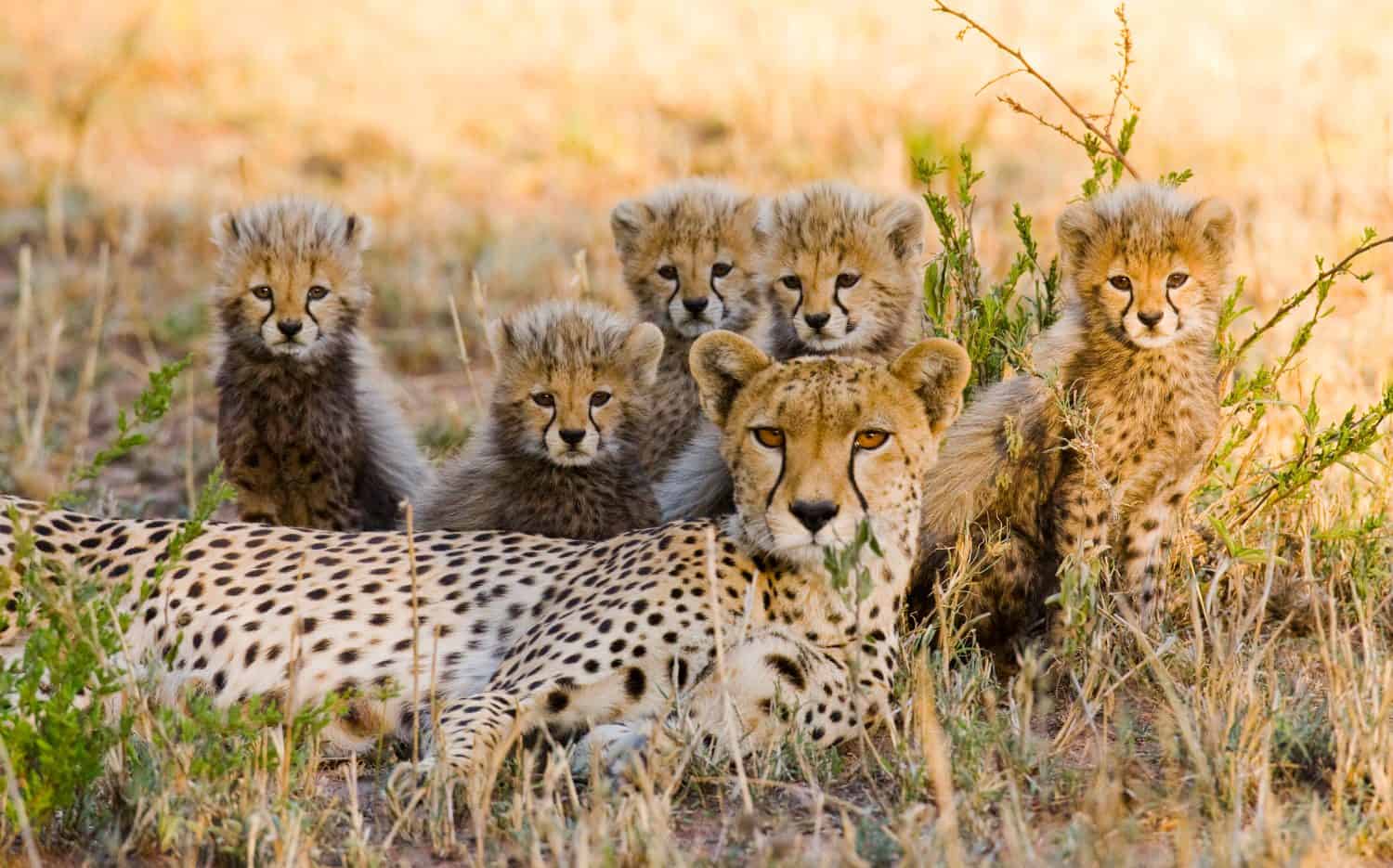 Mamma ghepardo e i suoi cuccioli nella savana.  Kenia.  Tanzania.  Africa.  Parco Nazionale.  Serengeti.  Masai Mara.  Un'eccellente illustrazione.