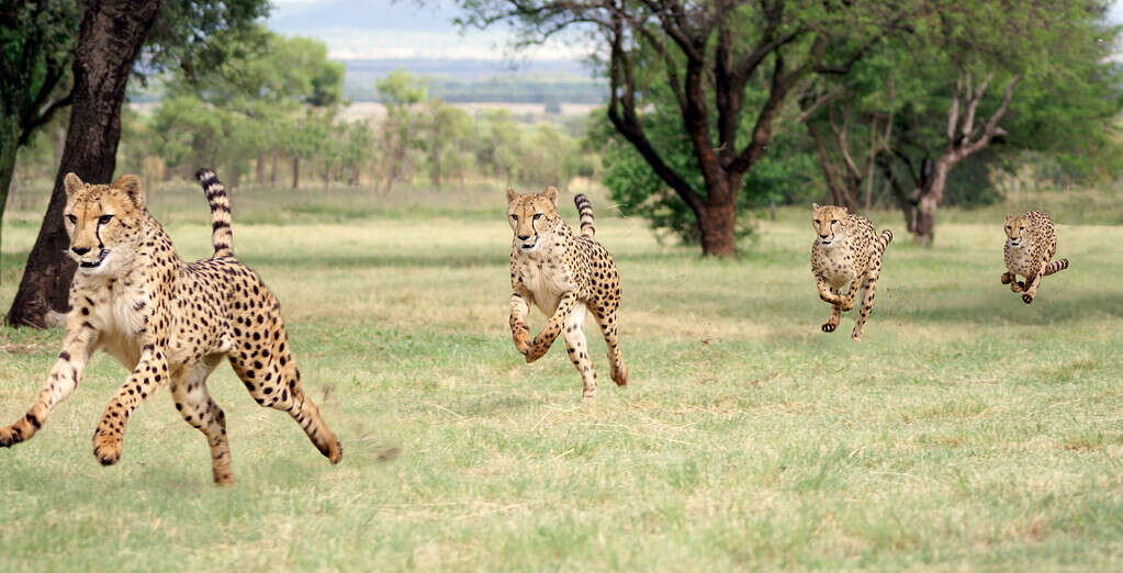 Sequenza di corsa del ghepardo