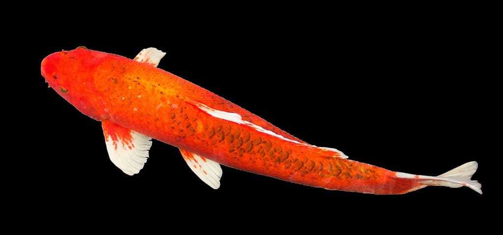 Il pesce carpa koi rosso Aka Matsuba con pinna bianca e coda nuota nello stagno delle carpe, parco di campagna.  Isolato su sfondo nero, tracciato di ritaglio, fotografia.  Tailandia.