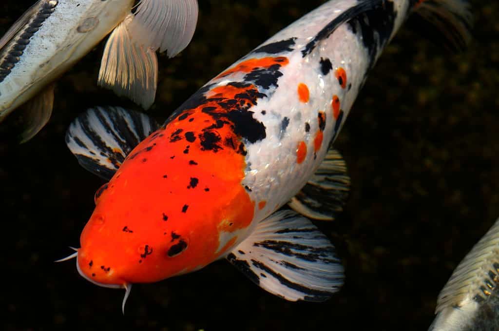 Rosso bianco e nero Gin Rin Menkaburi Taisho Sanke Butterfly Koi di notte con Shushui Doitsu blu