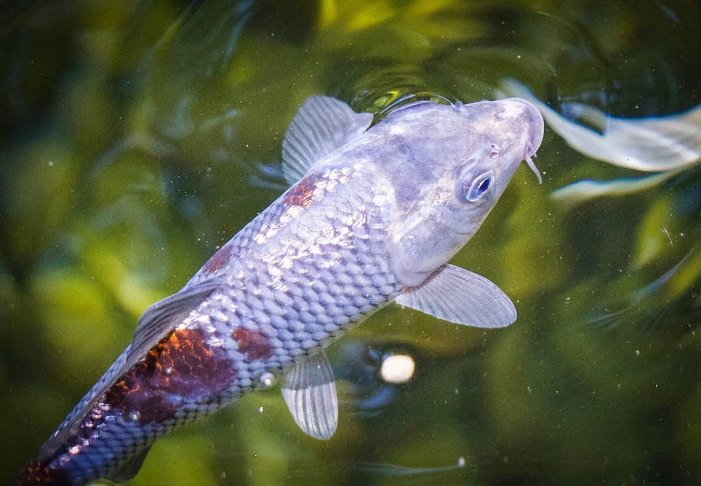 pesce koi grigio che nuota