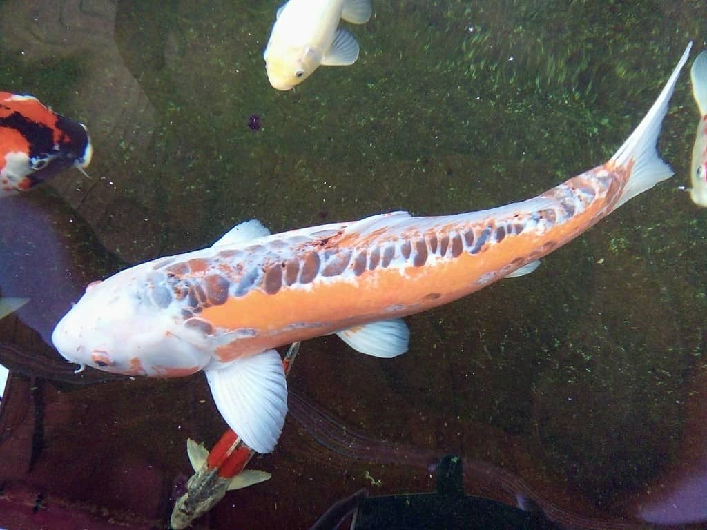 Il colorato pesce carpa koi Doitsu Shusui nuota in uno stagno Phrae Thailandia.