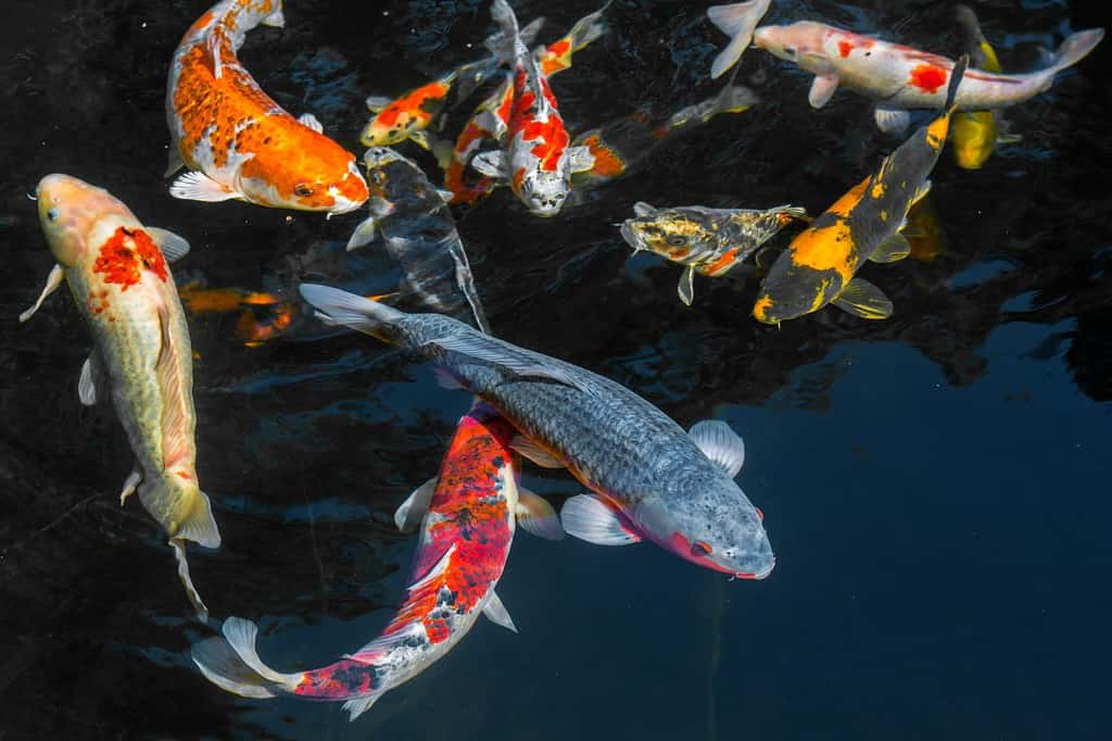 Giappone Carpa Koi nello stagno Koi