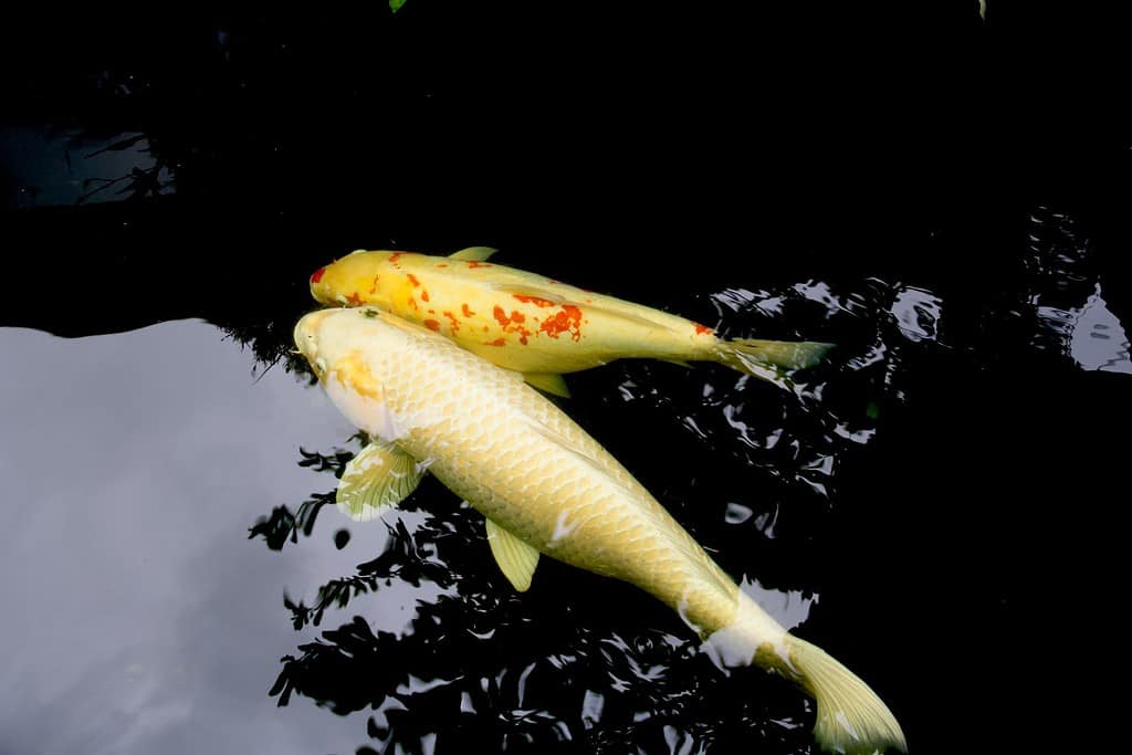 Platinum Ogon koi è un pesce carpa giallo pallido con brillantezza come il platino.  Ha squame complete e un colore brillante su tutto il corpo.  È nuotare con Kohaku nell'acqua dolce del parco rurale.  Lampang Tailandia.