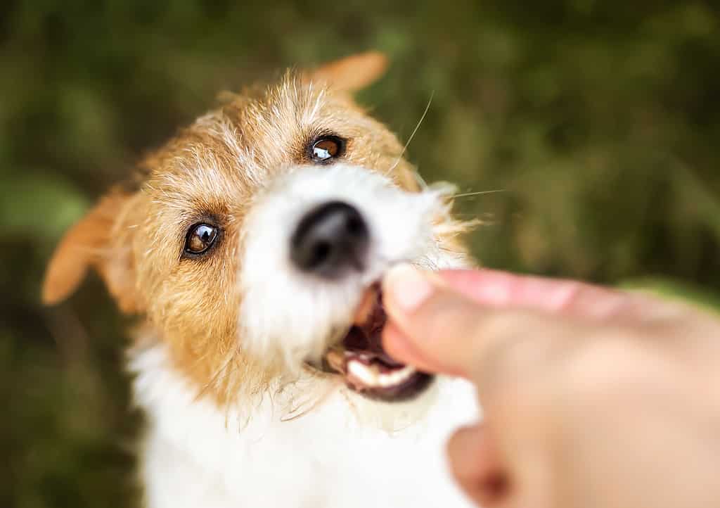 Mano che dà un dolcetto a un cane sano, pulizia dei denti, cura dentale degli animali domestici