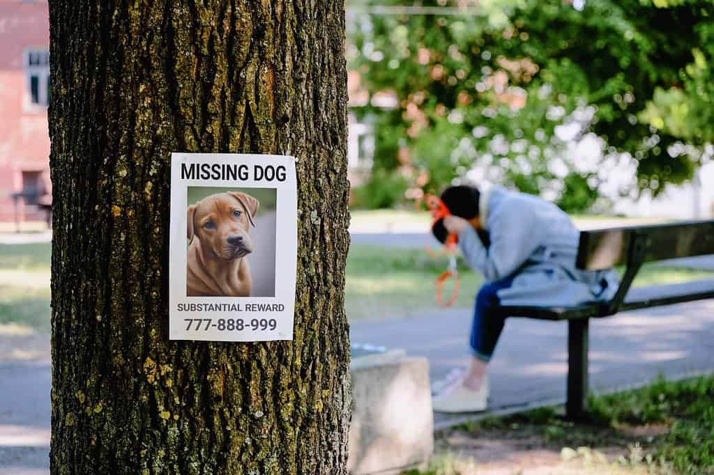 C'è un avviso di cane scomparso su un albero.  sullo sfondo, il proprietario di un cane affranto piange seduto su una panchina.
