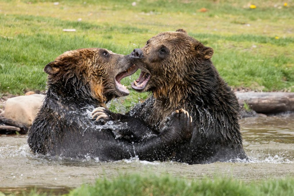 Due orsi grizzly adulti giocano nell'acqua vicino al Parco Nazionale di Yellowstone, nel Wyoming.
