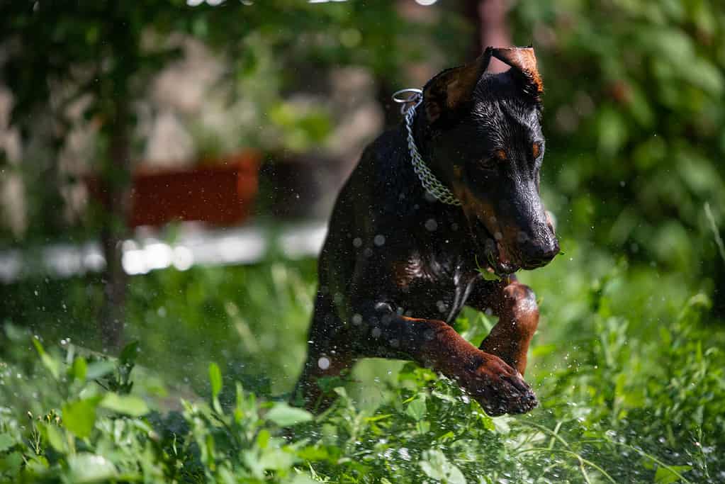 Dobermann gioca con l'acqua