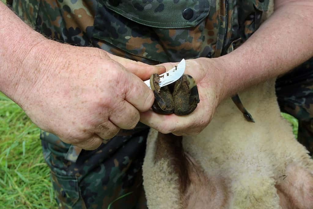 Agricoltura che si prende cura delle pecore pulendogli gli zoccoli