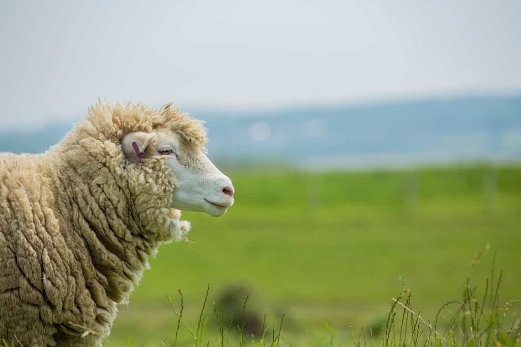Ritratto di pecora merino che osserva il suo pascolo di erba verde estiva Devon Regno Unito Inghilterra