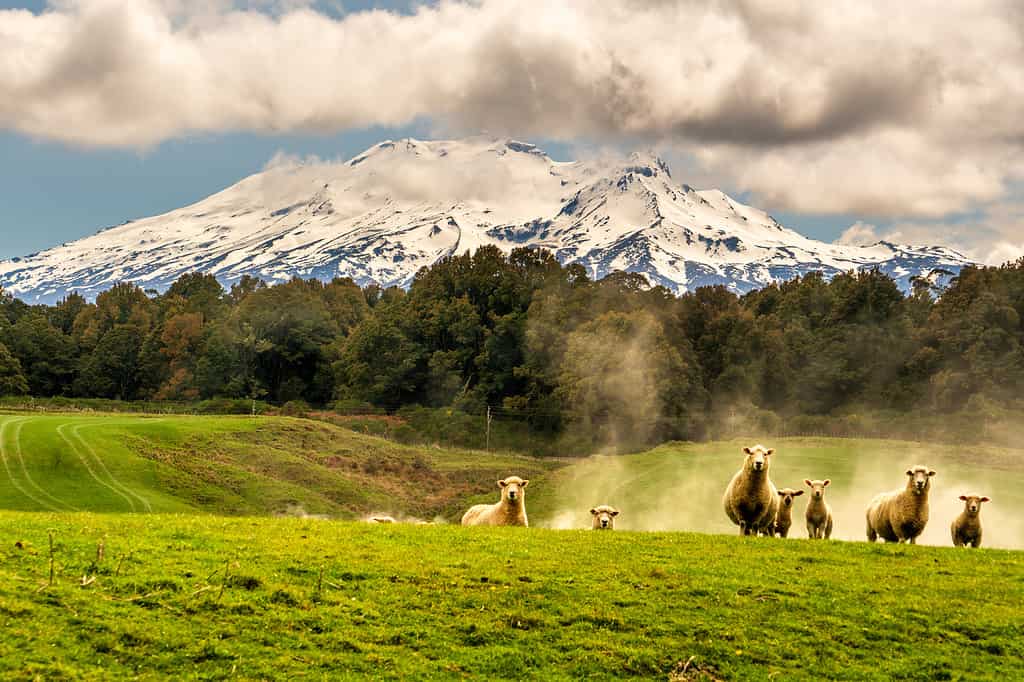 Con lo sfondo delle pecore al pascolo del Monte Ruapehu