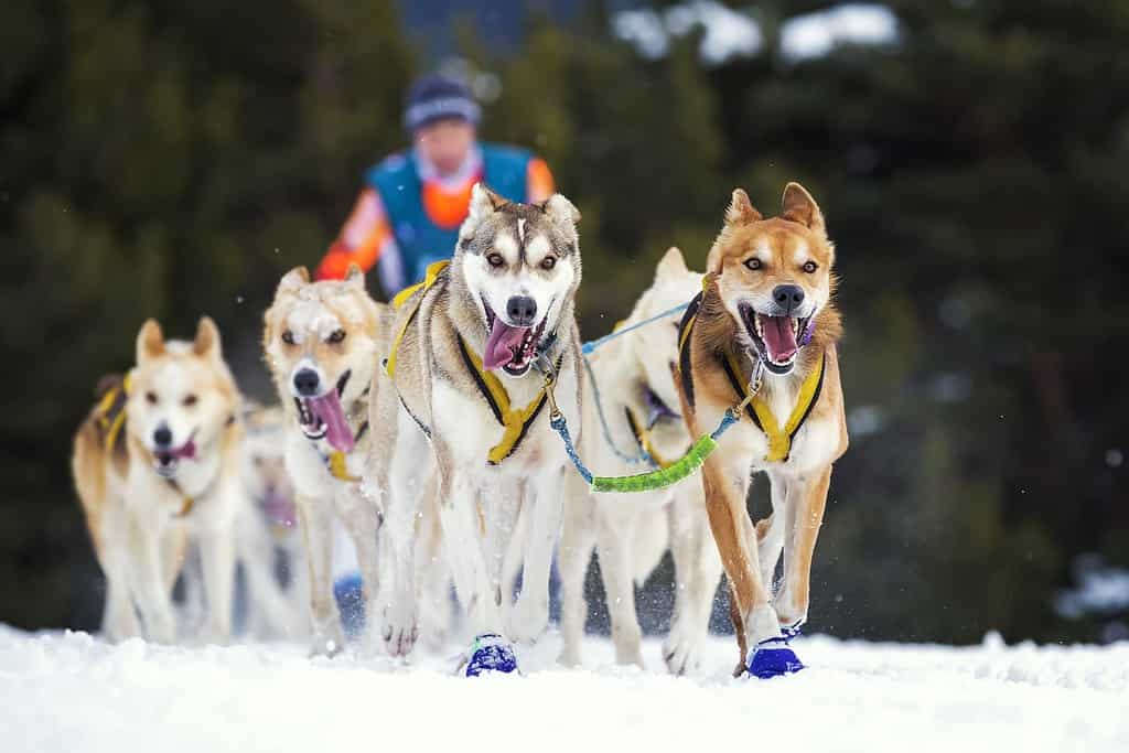 Gara di cani da slitta sulla neve in Francia