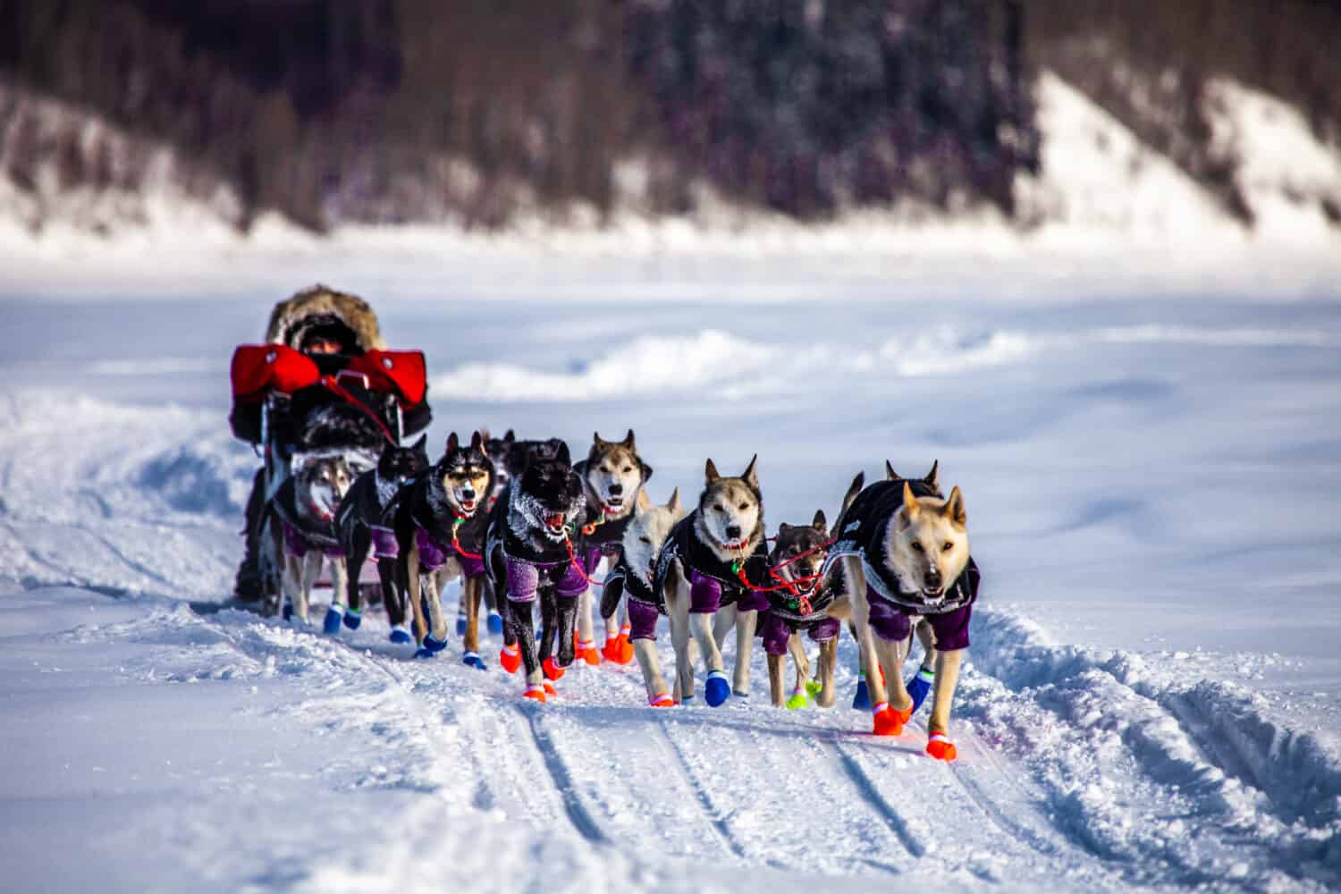 Iditarod, Cani da slitta sul fiume Yukon