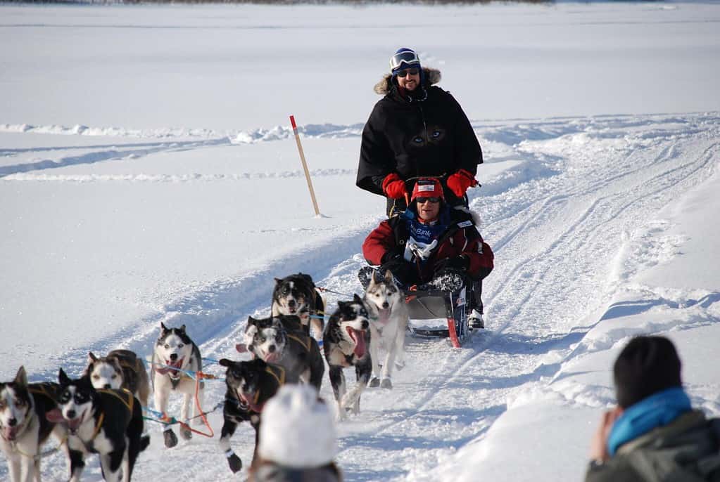 Una squadra di cani da slitta corre in Norvegia in una gara annuale.