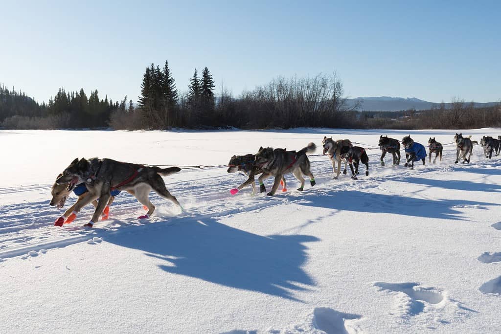 Gare di cani da slitta nella Yukon Quest 1.000 Mile International Sled Dog Race nel bellissimo territorio dello Yukon, Canada, paesaggio invernale innevato