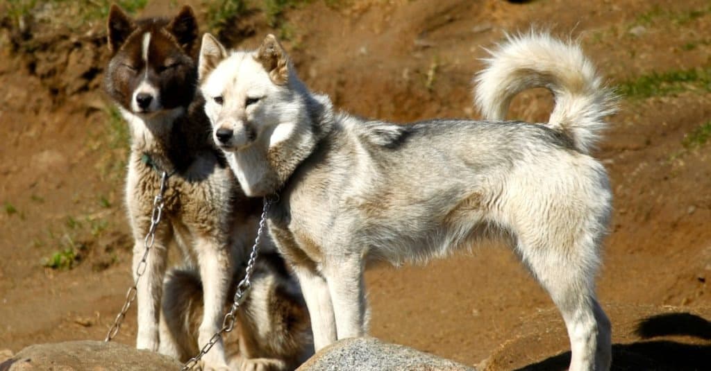 Cani della Groenlandia nel villaggio di Kulusuk in Groenlandia