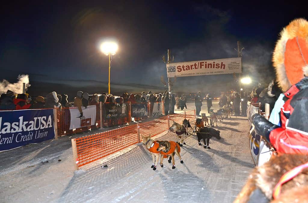 La linea di partenza della corsa di cani da slitta Kuskokwim 300 in Alaska.
