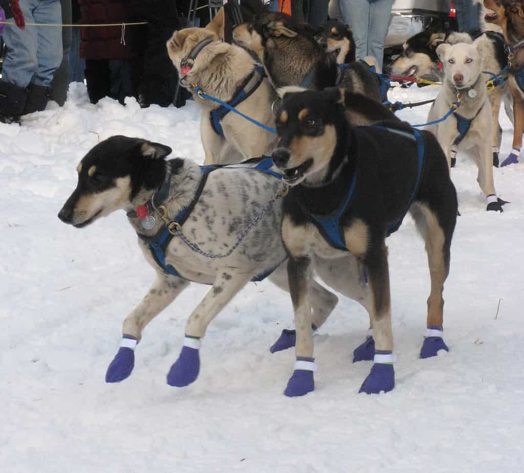Cani da slitta in fila per l'inizio della gara nel Montana.