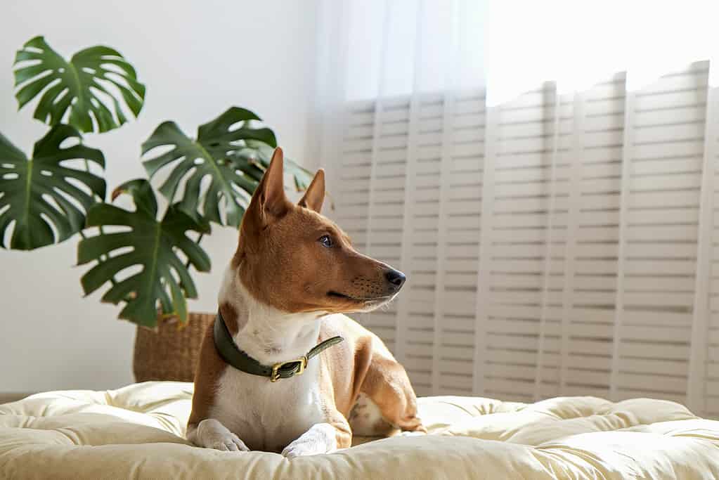 Cane basenji africano