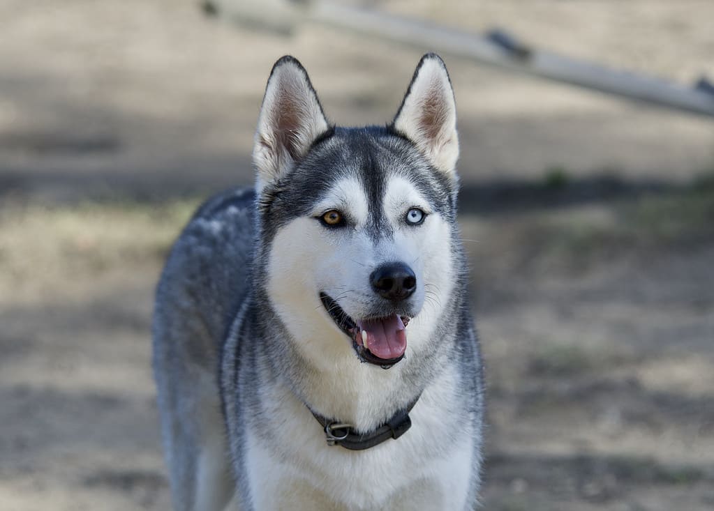 Cane husky con occhi di colore diverso