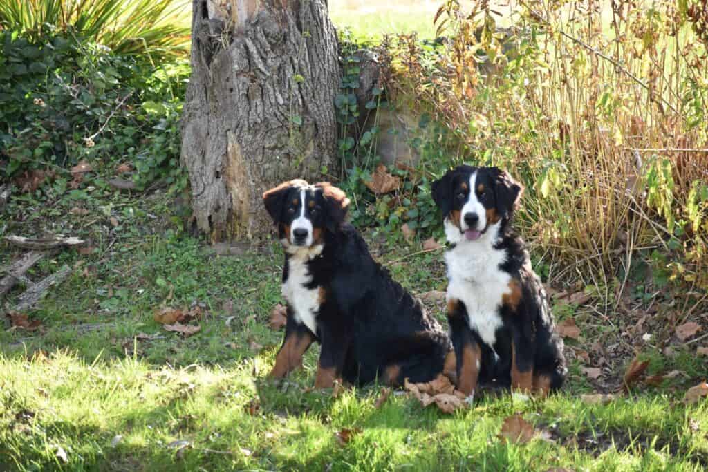 Due cani da montagna bernesi di sei mesi seduti per una foto di pari livello.