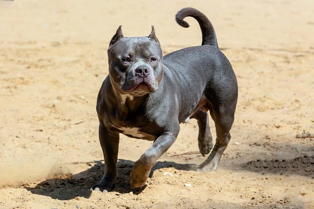 Un cane American Bully sta giocando sulla sabbia.