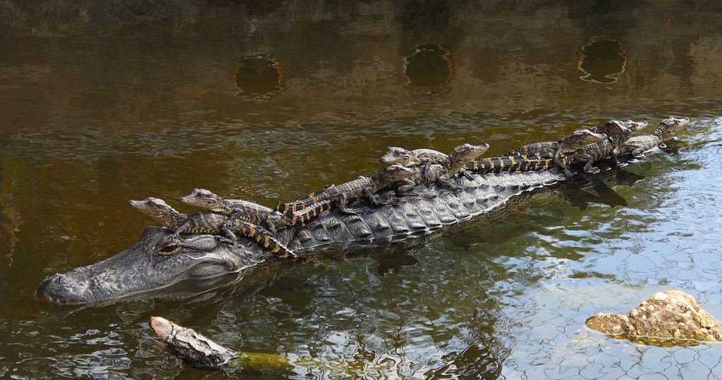 mamma alligatore americano con 9 cuccioli che cavalcano sulla schiena nel canale