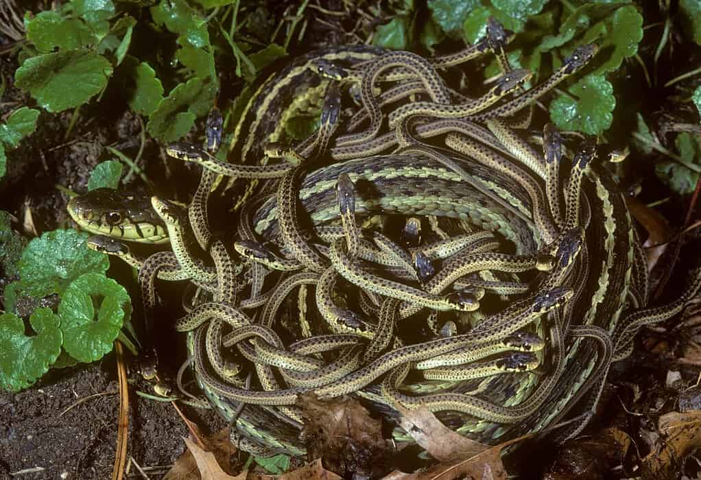 Serpente giarrettiera orientale con bambini (Thamnophis sirtalis s.), NJ