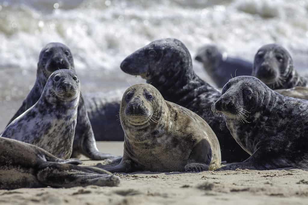 Colonia di foche grigie selvagge sulla spiaggia di Horsey UK.  Bellissimo gruppo di animali acquatici con varie forme e dimensioni di foca grigia.  Messa a fuoco selettiva sui sigilli in primo piano.