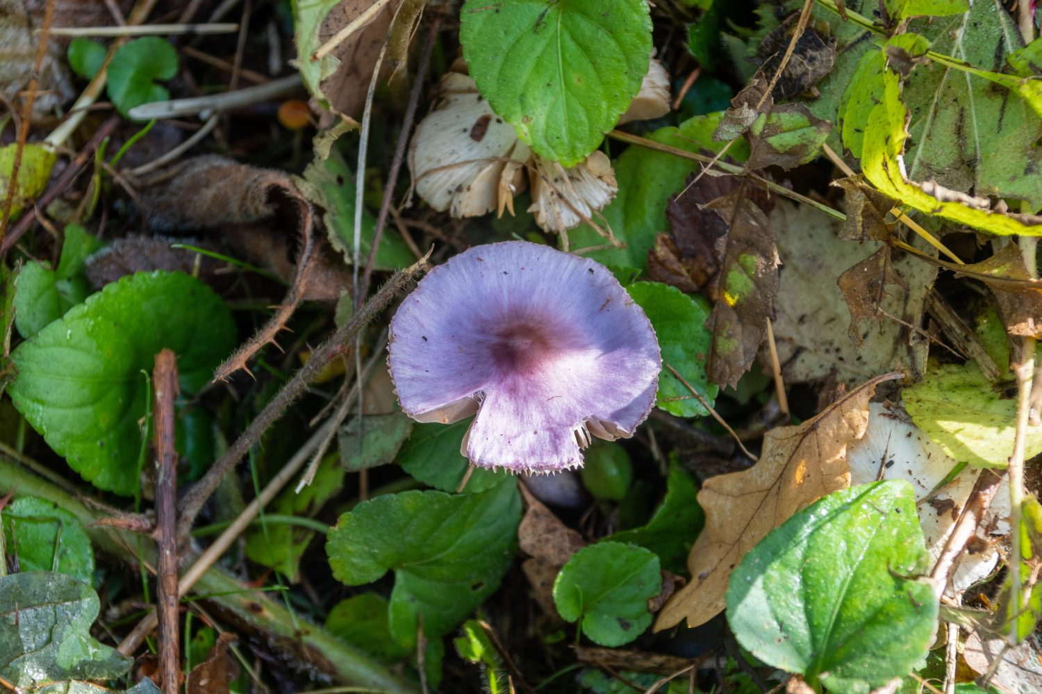 Un fungo velenoso lilla in fibra, Inocybe geophylla var.  lilacina, che mostra la sua colorazione viola brillante sul suolo del bosco