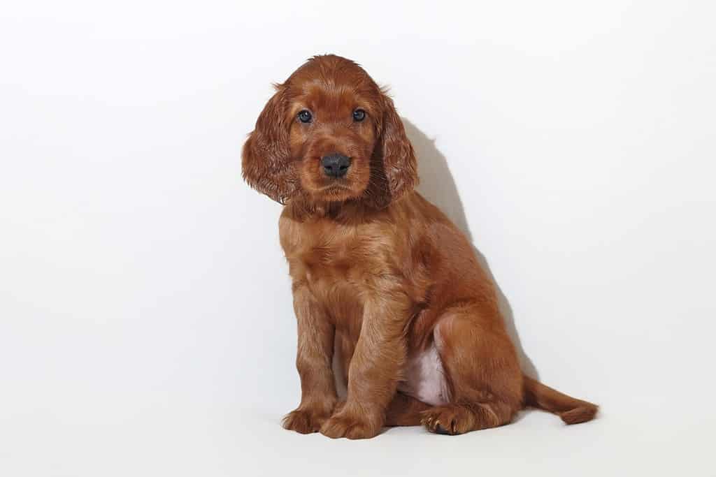 adorabile cucciolo di setter irlandese marrone.  servizio fotografico in studio su sfondo bianco.