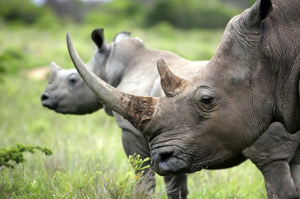Un primo piano di una femmina di rinoceronte/rinoceronte e del suo vitello.  Mostrando il suo bellissimo corno.  Proteggere il suo vitello.  Sud Africa