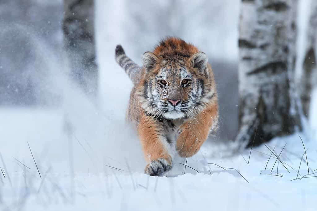 Tigre siberiana, Panthera tigris altaica, maschio con neve in pelliccia, che corre direttamente verso la telecamera nella neve profonda.  Attaccare il predatore in azione.  Ambiente Taiga, freddo gelido, inverno.