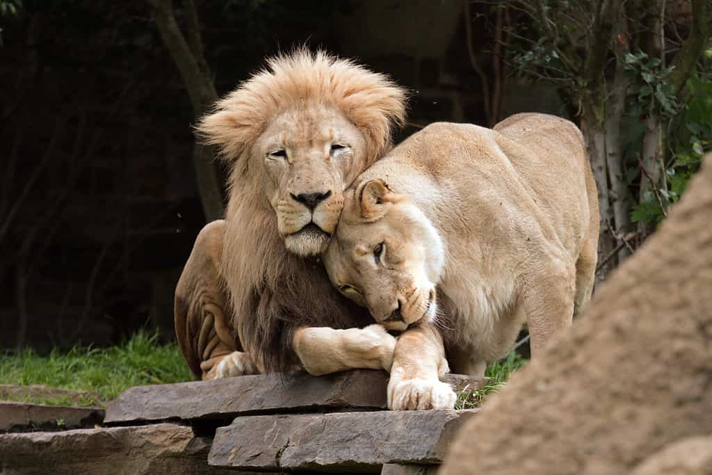 Leoni innamorati.  Un leone e una leonessa si coccolano.