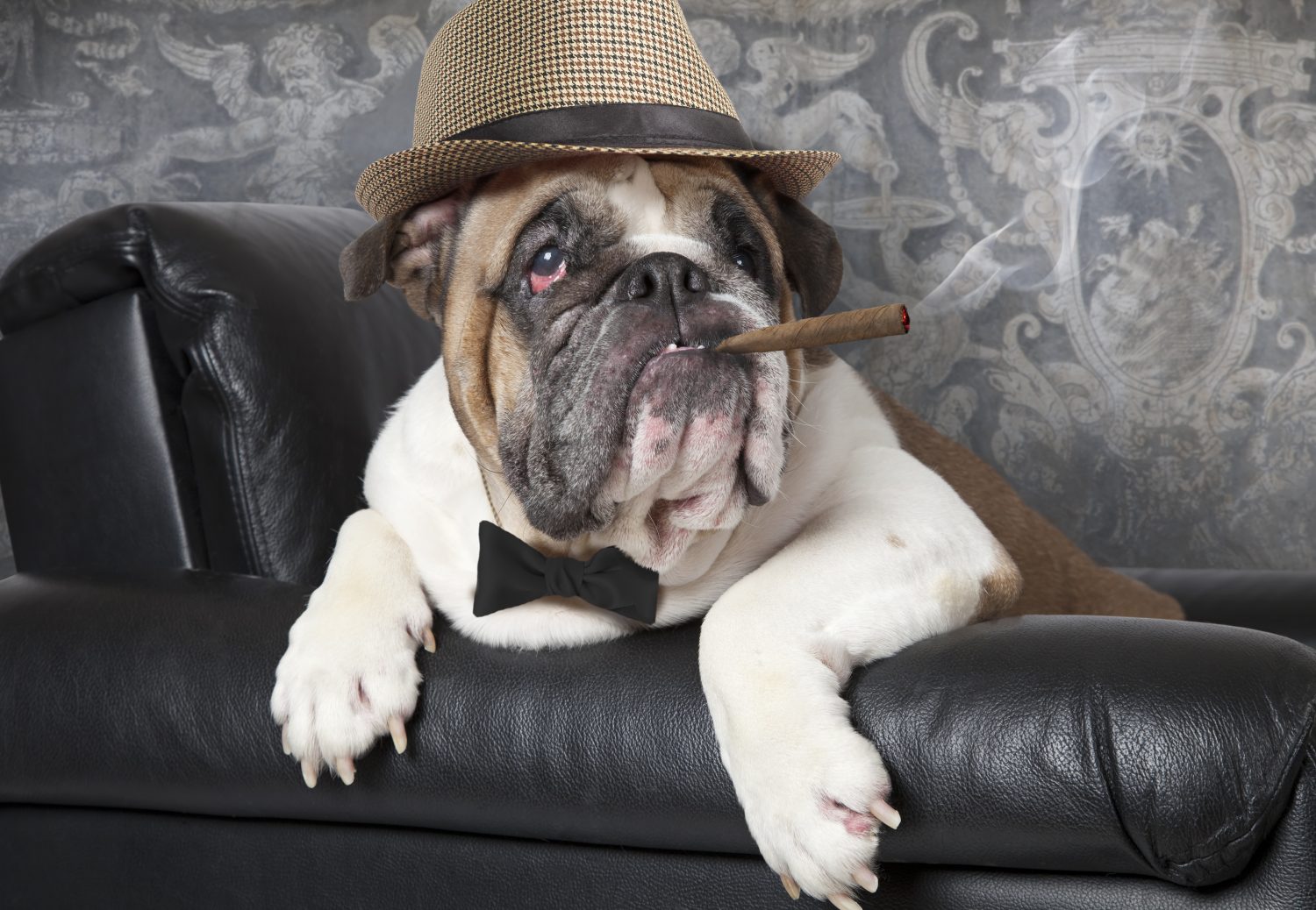 Ritratto di Bulldog inglese riposato su una sedia in pelle nera con un sigaro 