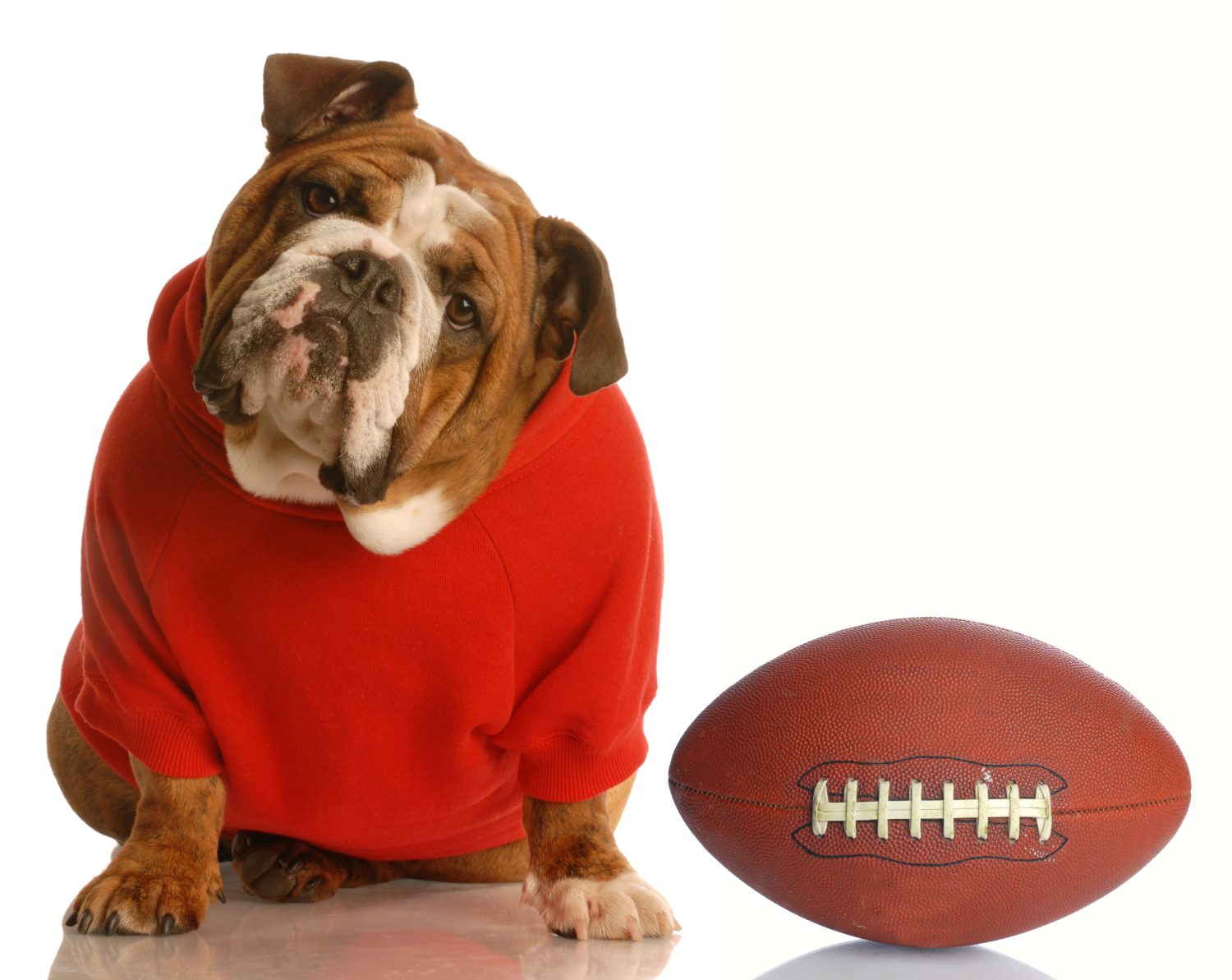 adorabile bulldog inglese che indossa una tuta con calcio isolato su sfondo bianco