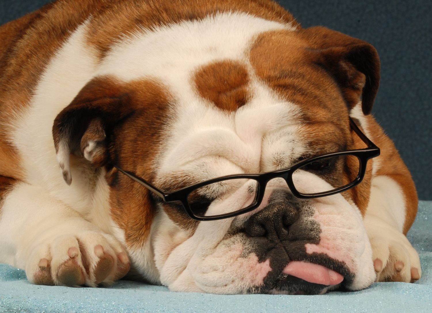 bulldog inglese che indossa occhiali da lettura con la lingua fuori