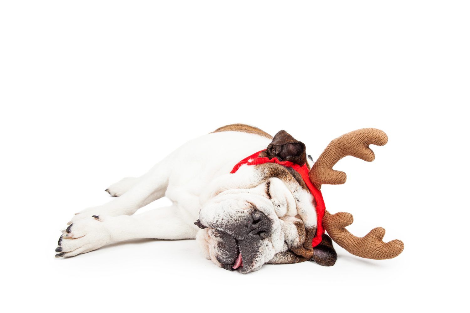 Foto divertente di un Bulldog stanco sdraiato su un fianco che dorme mentre indossa le corna di renna di Natale